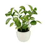 plante en pot (petite -1m) 